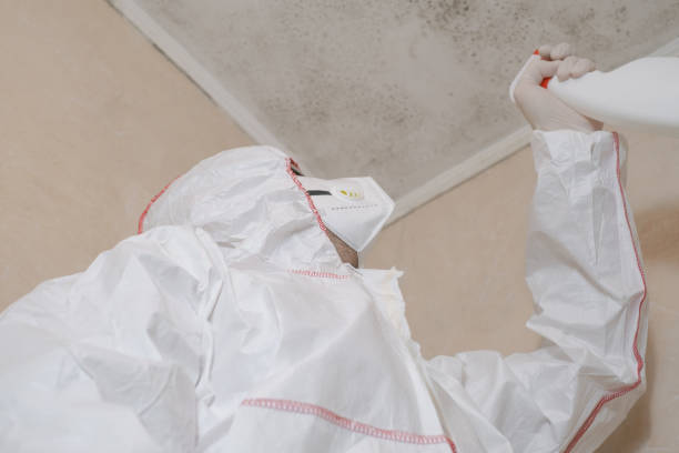 Best Residential Mold Remediation in Palmetto Estates, FL
