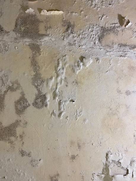 Best Crawl Space Mold Remediation in Palmetto Estates, FL